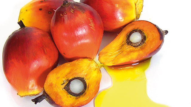 Palm oil processing 640x360